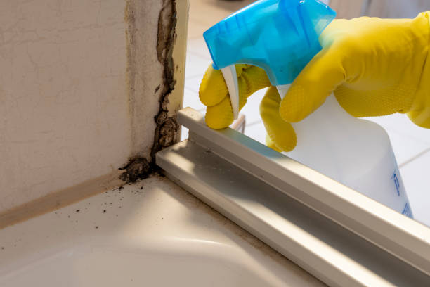 Why You Should Choose Our Mold Remediation Services in San Felipe, TX